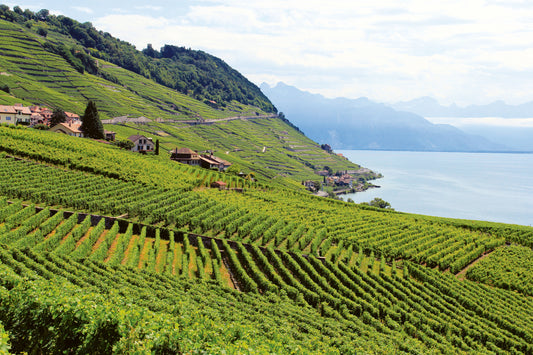 «Dézaley ist Teil der Schweizer Weinkultur»