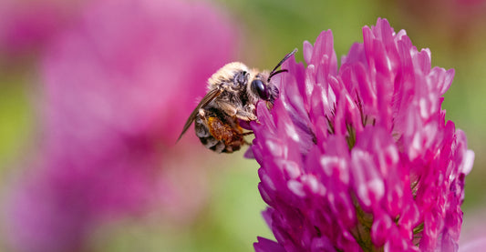 Bienenhaltung bei Hotels macht nicht immer Sinn