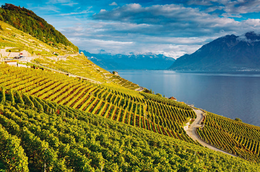 Weinmarkt – Trends und Entwicklungen