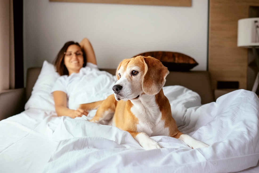 Wo Hund und Herrchen sich pudelwohl fühlen