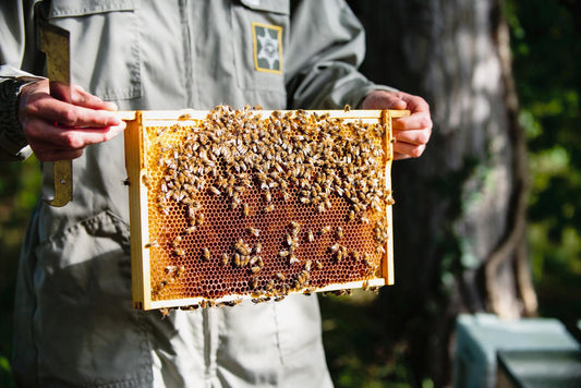 Spitzen­gastronomie kann einen Beitrag gegen Klimawandel und für Biodiversität leisten